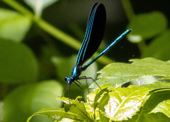 Calopteryx maculata