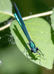 Calopteryx maculata