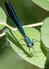 Calopteryx maculata