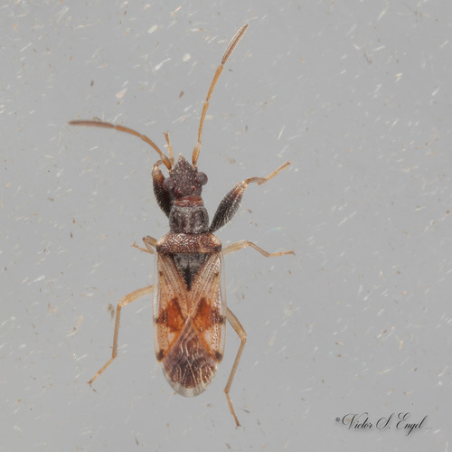 Pseudopamera setosa photo 3