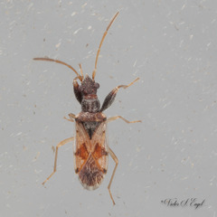 Pseudopamera setosa