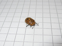 Chelymorpha cassidea