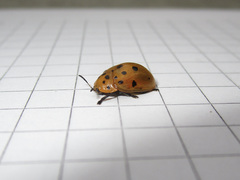 Chelymorpha cassidea