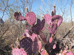 Opuntia gosseliniana