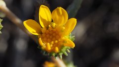 Grindelia hallii