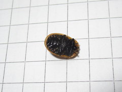 Chelymorpha cassidea