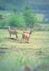 Boselaphus tragocamelus