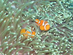 Amphiprion percula
