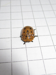 Chelymorpha cassidea