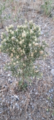 Centaurea diffusa