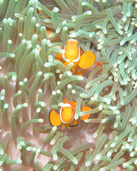 Amphiprion percula