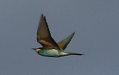 Merops apiaster
