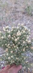 Centaurea diffusa