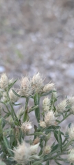 Centaurea diffusa