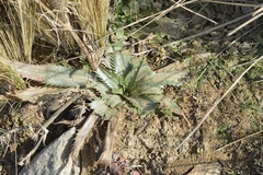 Eryngium agavifolium