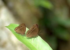 Mycalesis janardana