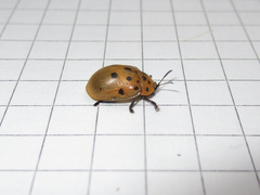 Chelymorpha cassidea