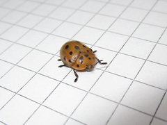 Chelymorpha cassidea