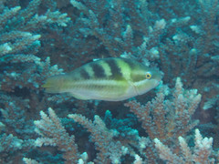 Scarus dimidiatus
