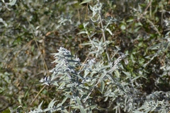 Buddleja mendozensis