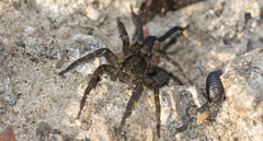 Asthenoctenus borellii