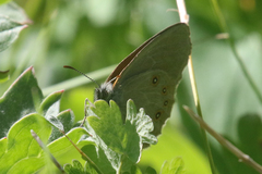 Coenonympha haydenii