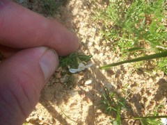 Oxalis pusilla