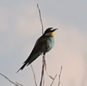 Merops apiaster
