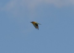 Merops apiaster