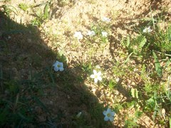 Oxalis pusilla