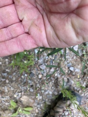Euphorbia curtisii