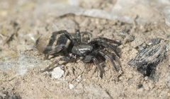 Latonigena auricomis