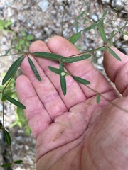 Euphorbia curtisii