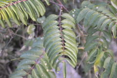 Zanthoxylum coco