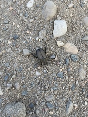 Strigoderma arbicola