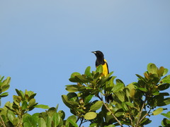 Icterus prosthemelas