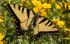 Papilio glaucus