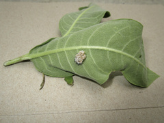 Chelymorpha cassidea