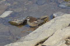 Cinclodes olrogi