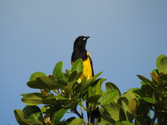 Icterus prosthemelas