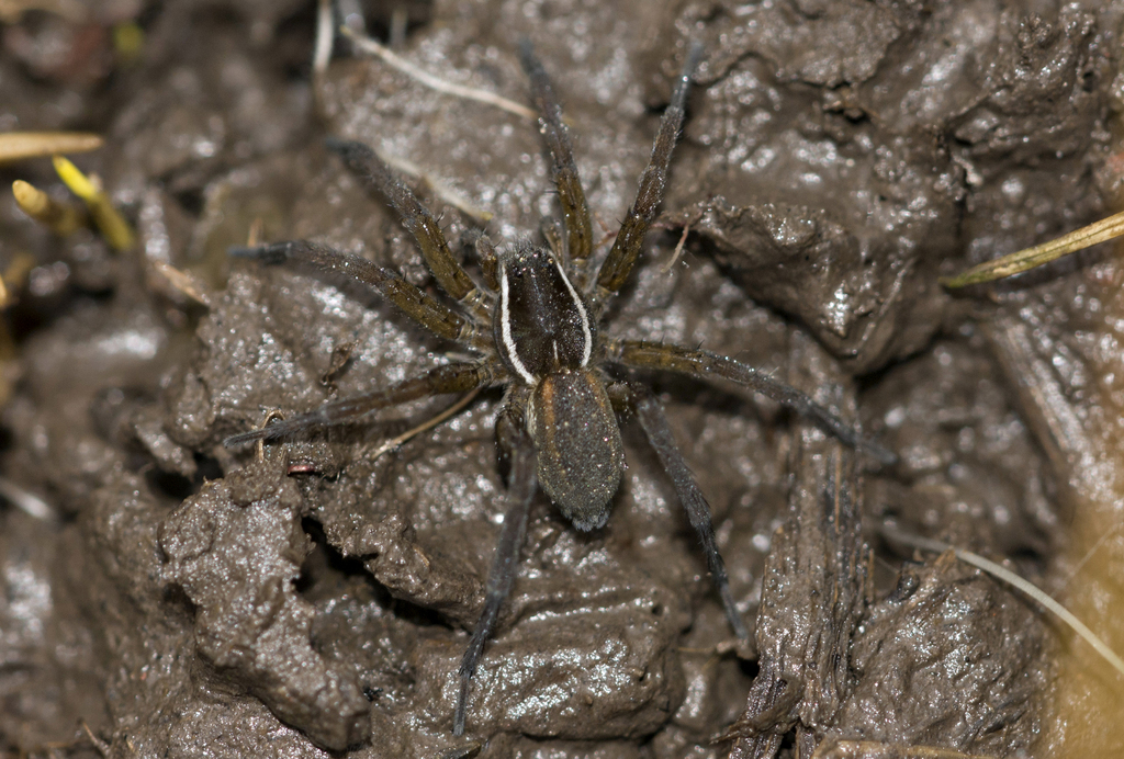 Diapontia