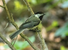 Poecile atricapillus