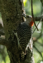 Melanerpes carolinus