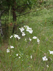 Dontostemon pinnatifidus