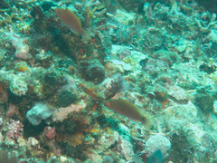 Cirrhilabrus beauperryi