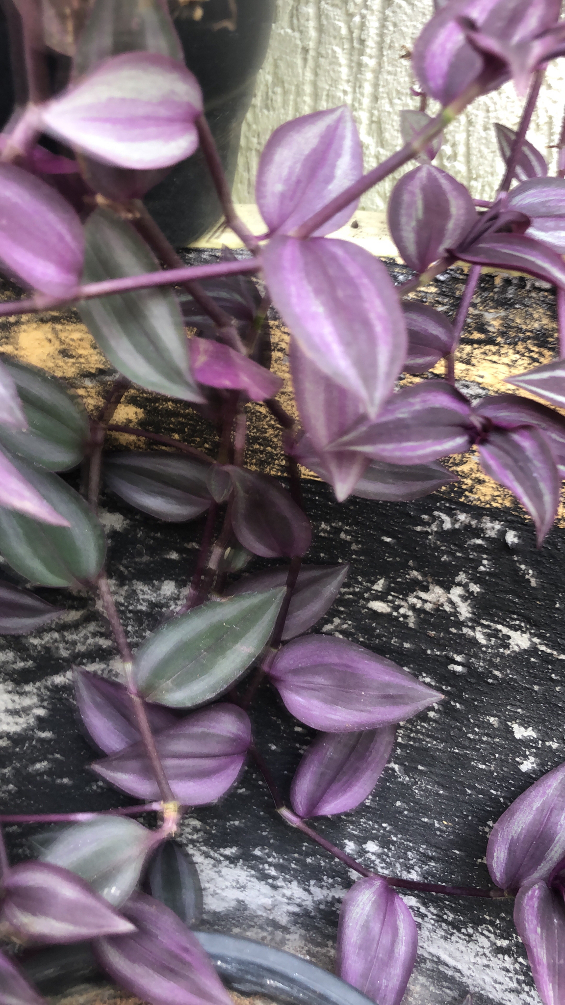Tradescantia zebrina