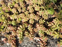 Sedum album