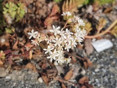 Sedum album