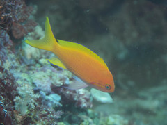 Pseudanthias pleurotaenia