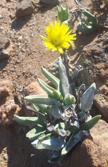 Mitrophyllum dissitum